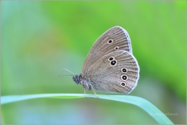 <p>OKÁČ PROSÍČKOVÝ (Aphantopus hyperanthus) ---- /Ringlet - Brauner Waldvogel/</p>